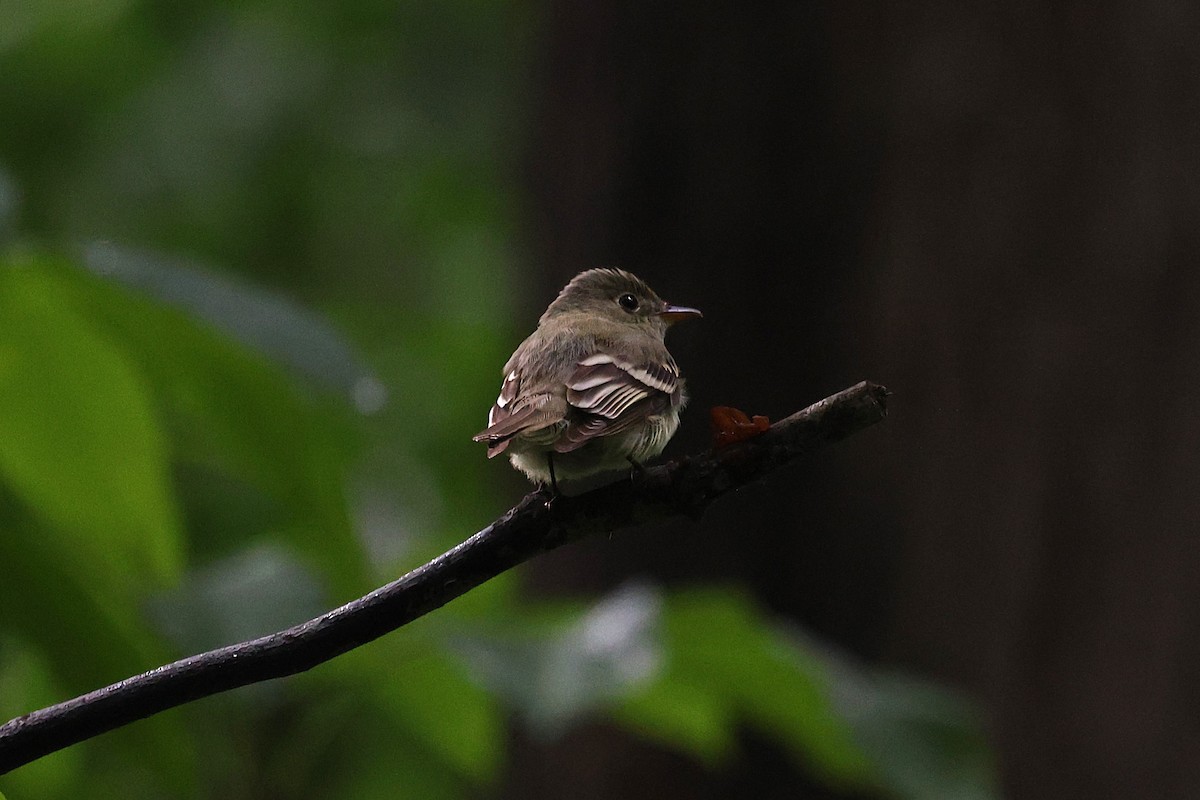 Acadian Flycatcher - ML635824943
