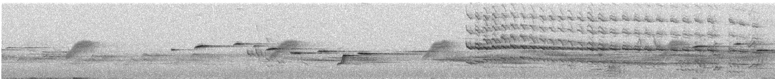White-throated Fantail - ML635824965