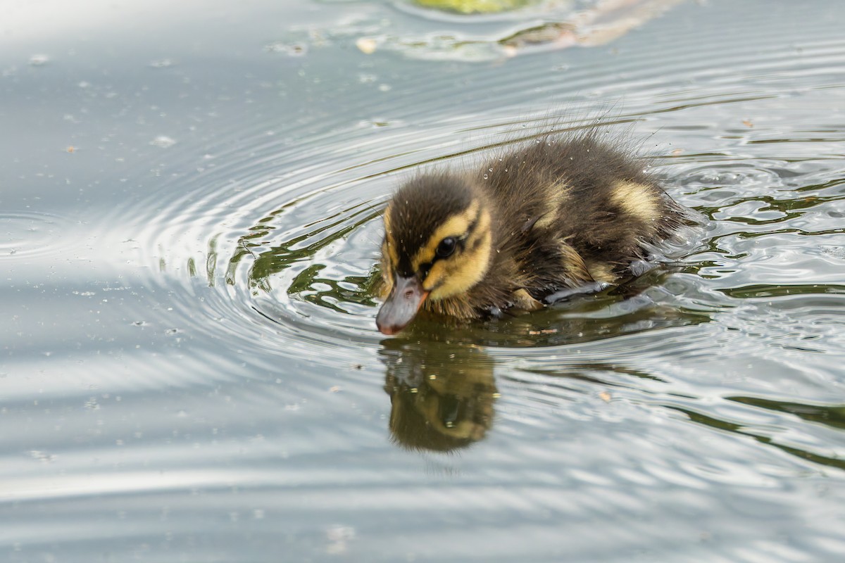 Mallard - ML635824968