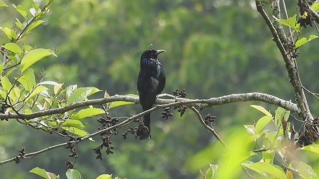 Hair-crested Drongo - ML635824969