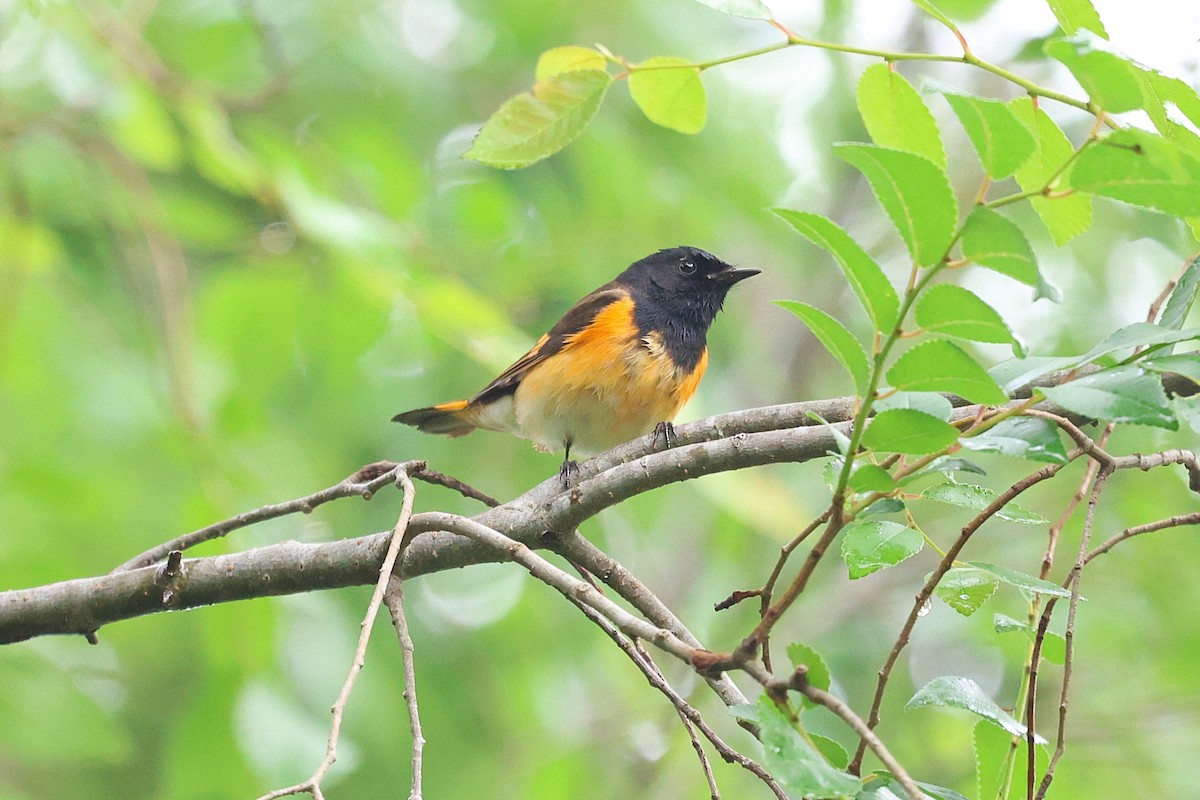 American Redstart - ML635824984