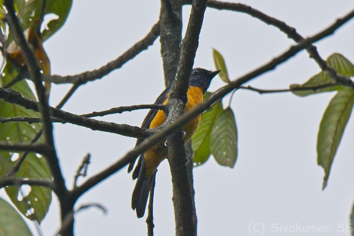 Chinese Vivid Niltava - ML635825049