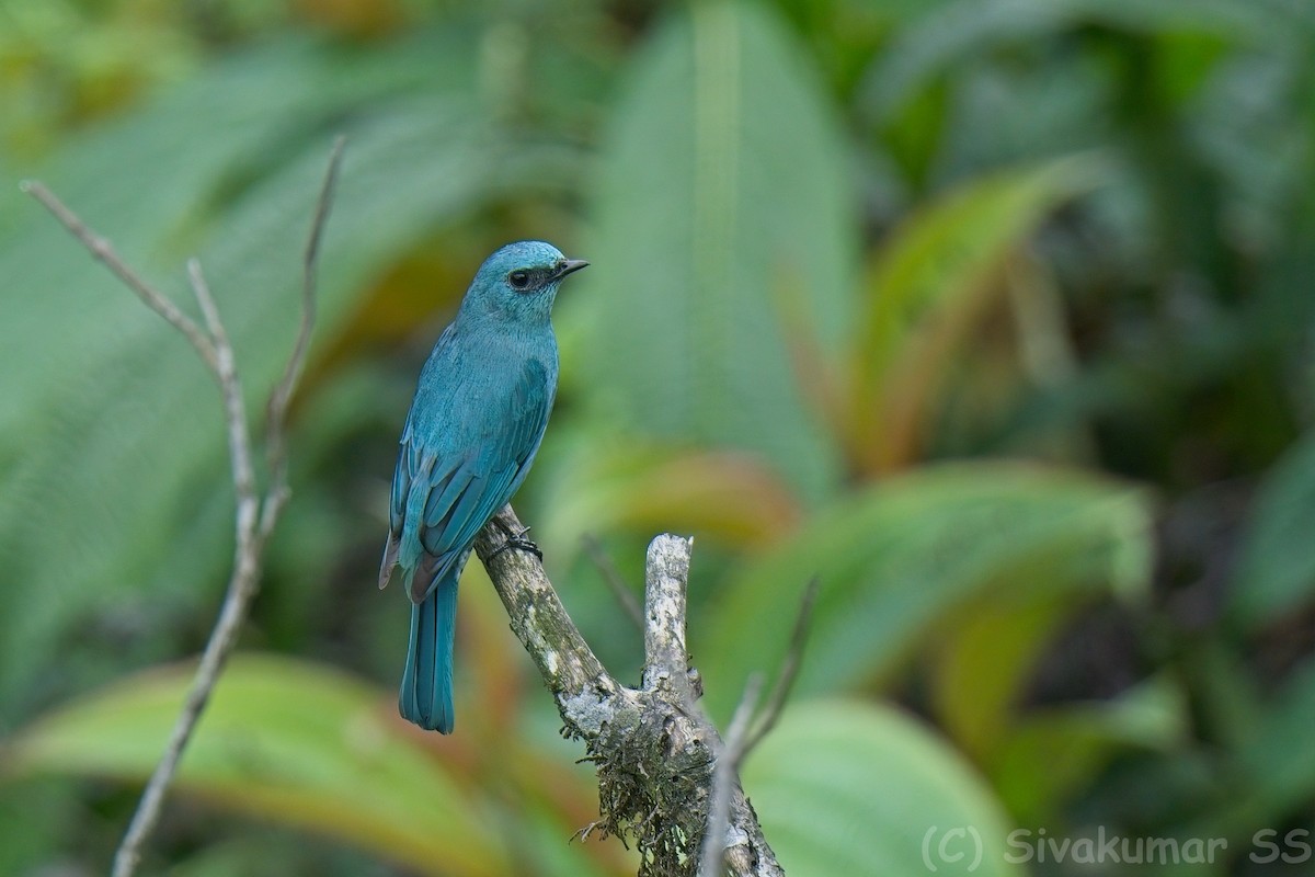 Verditer Flycatcher - ML635825063