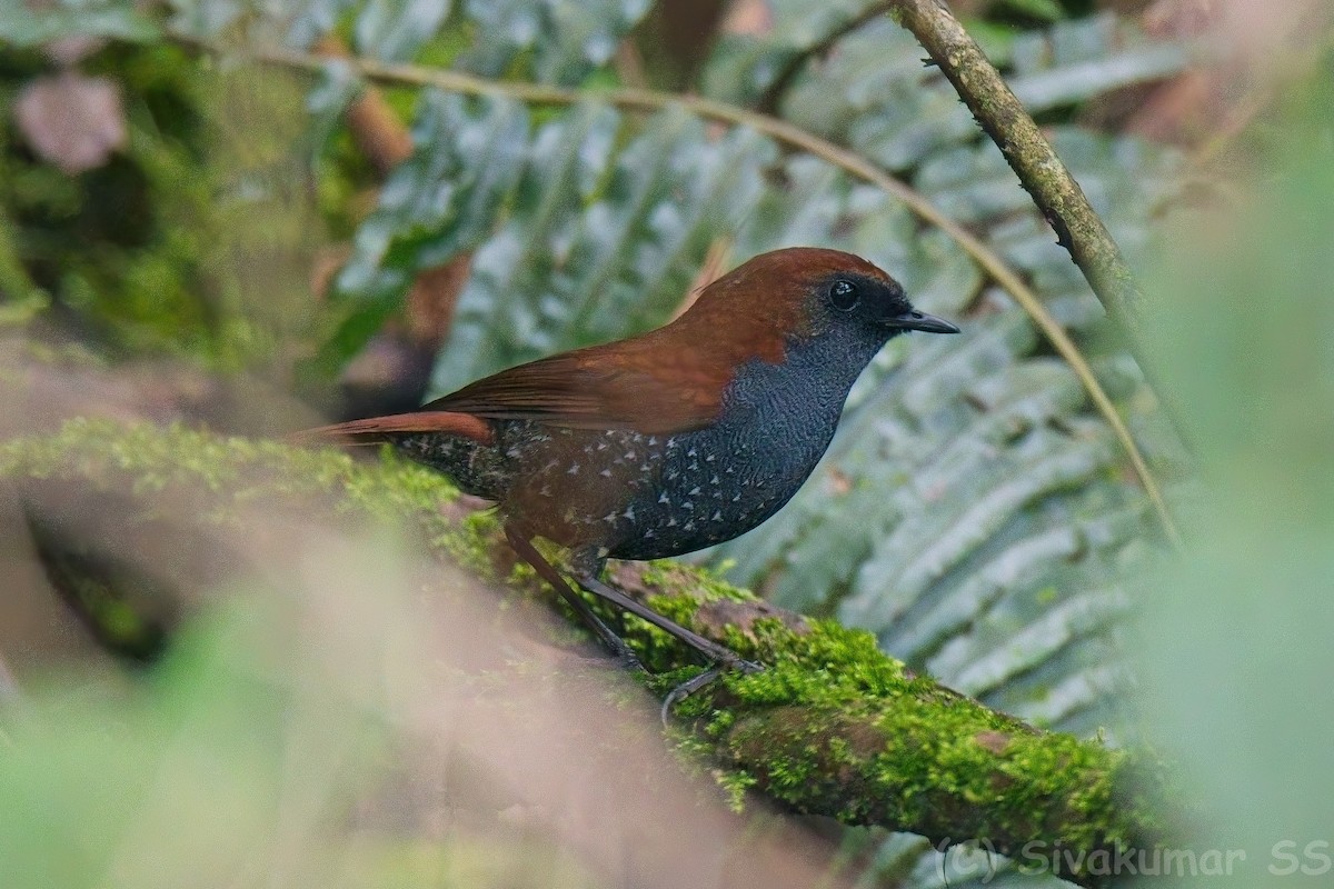 Gould's Shortwing - ML635825067