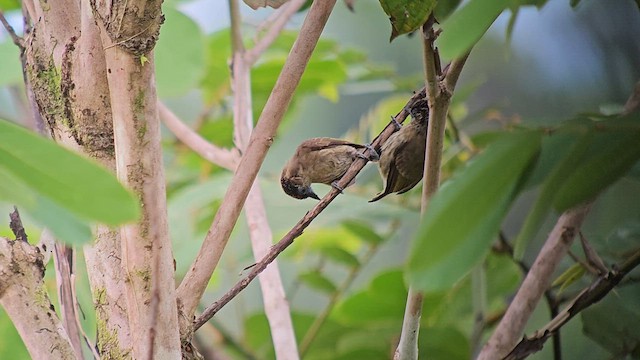 Olivaceous Piculet - ML635825069