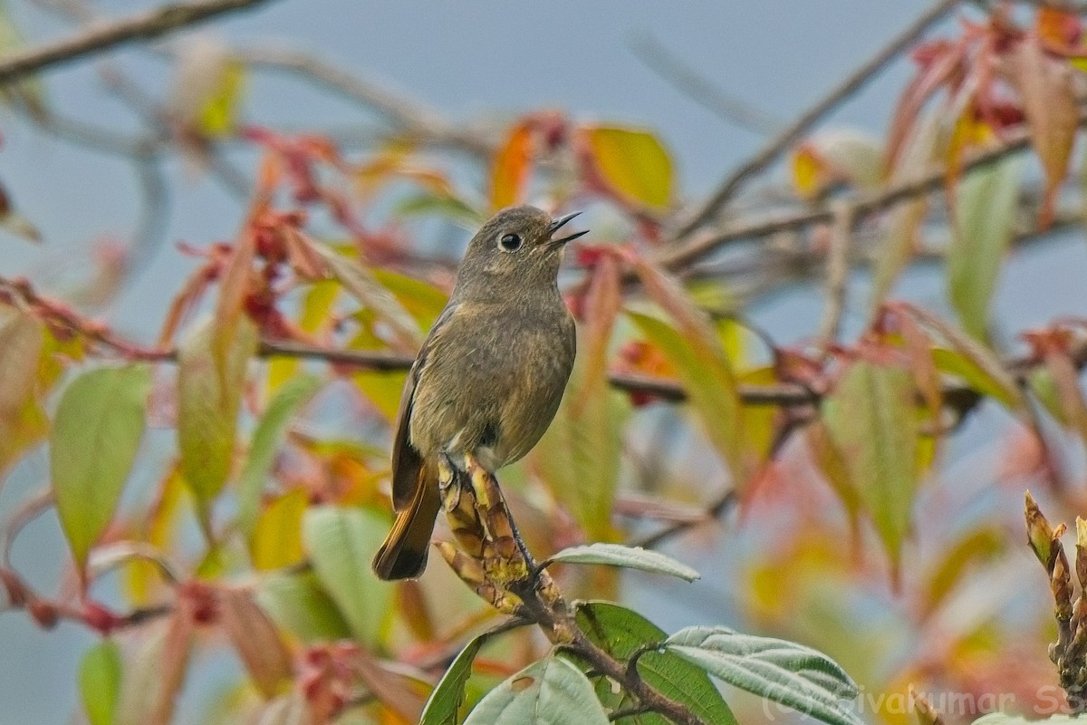 Blue-fronted Redstart - ML635825082