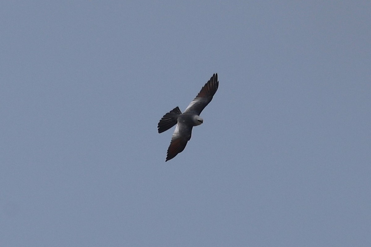 Mississippi Kite - ML635825092