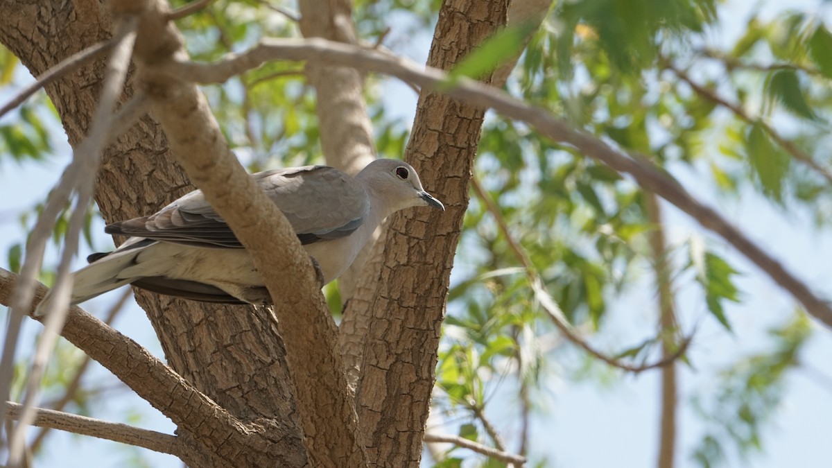 Black-billed Wood-Dove - ML635825108