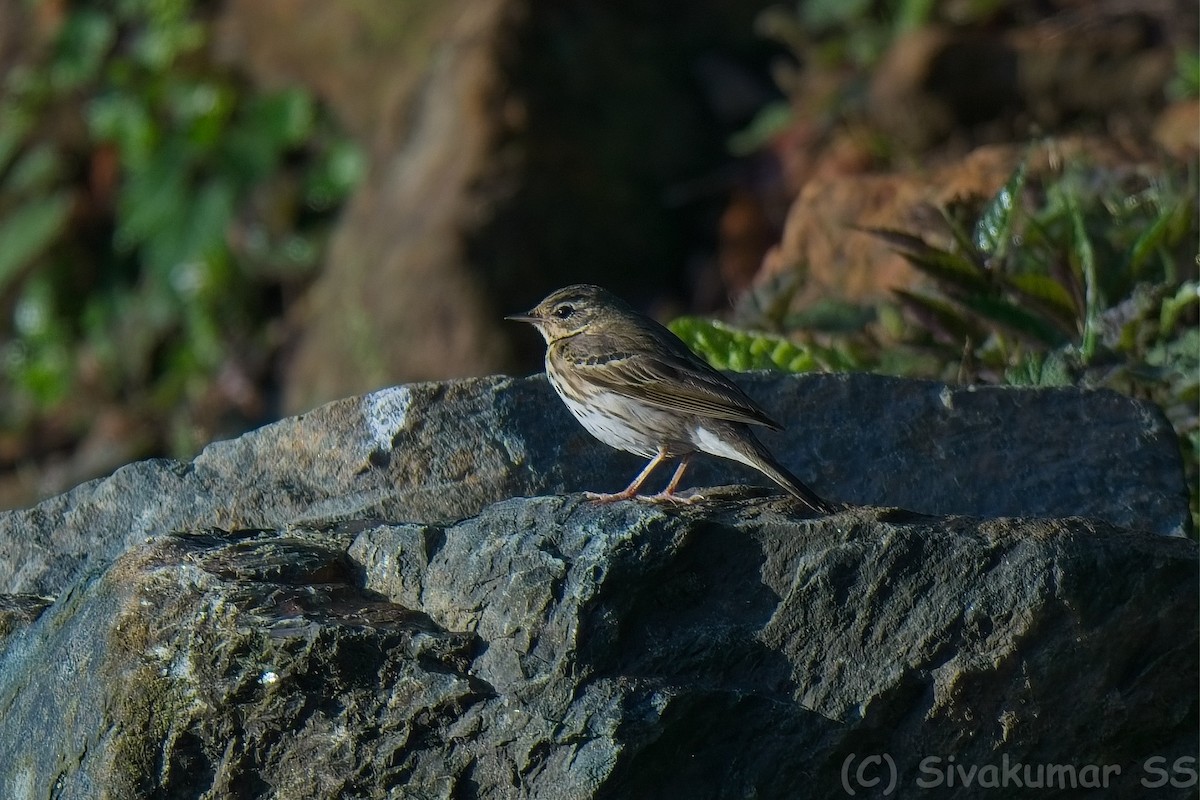 Olive-backed Pipit - ML635825110