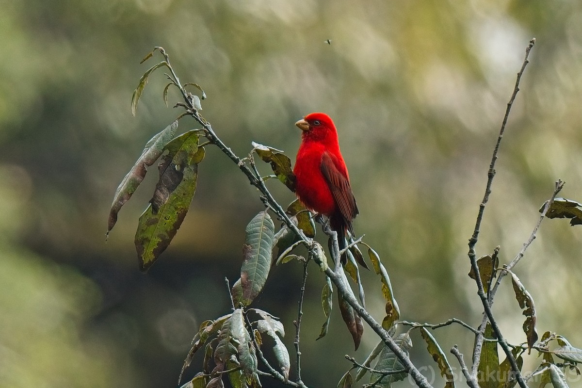 Scarlet Finch - ML635825140