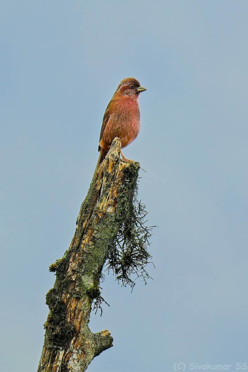 Dark-rumped Rosefinch - ML635825146