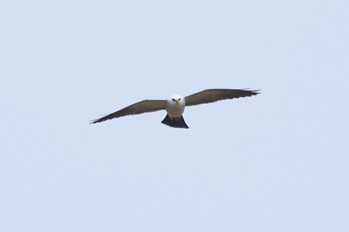Mississippi Kite - ML635825150