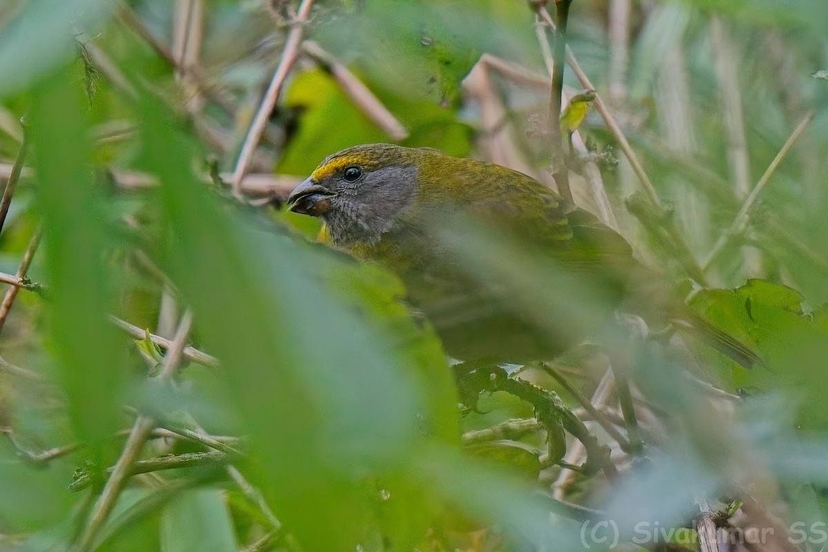 Crimson-browed Finch - ML635825152