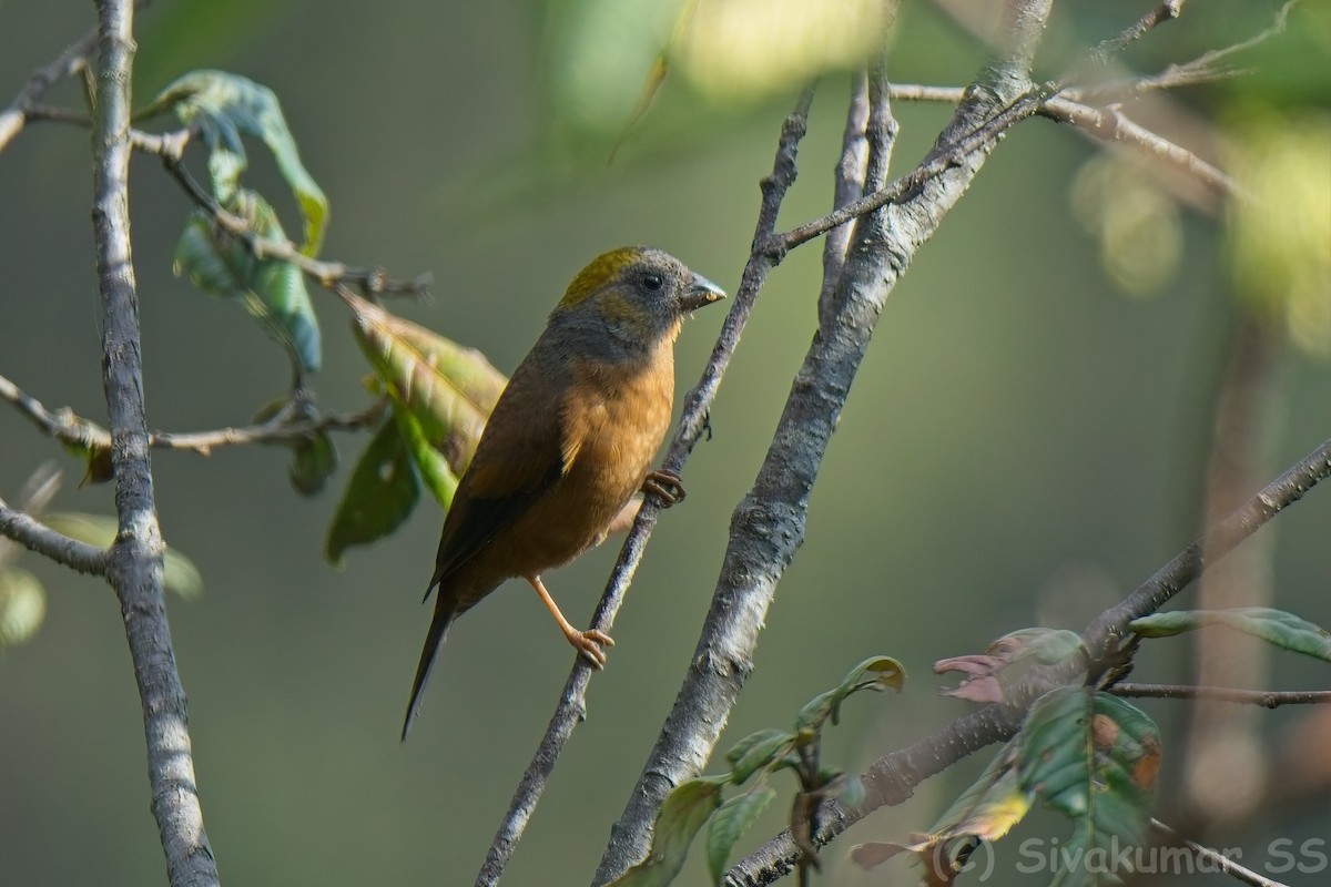 Gold-naped Finch - ML635825168