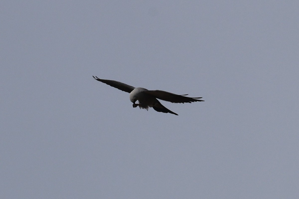 Mississippi Kite - ML635825171