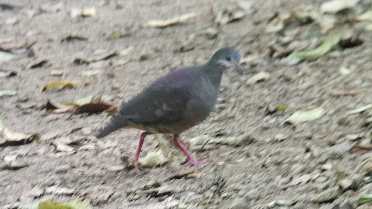 Purplish-backed Quail-Dove - ML635825239