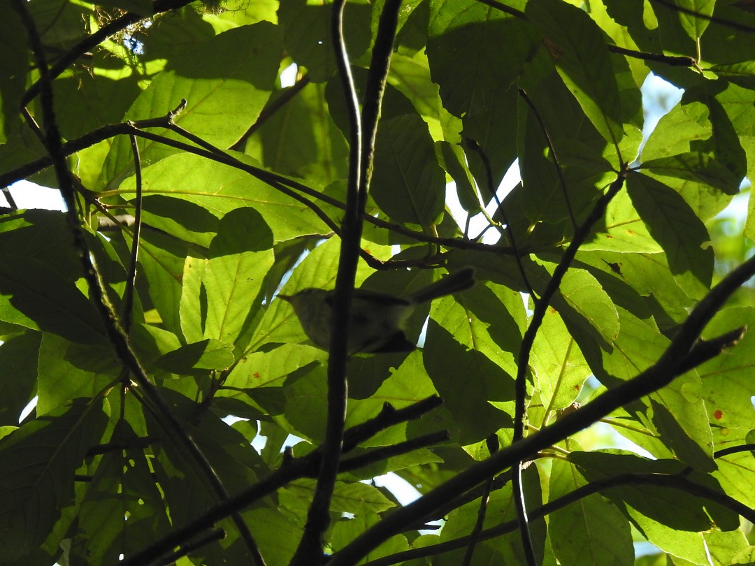 Oustalet's Tyrannulet - ML635825273