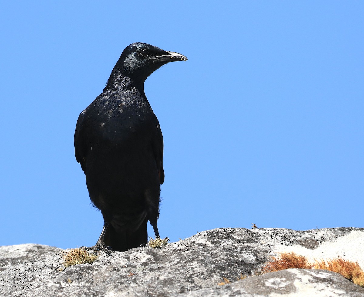 Red-winged Starling - ML635825276
