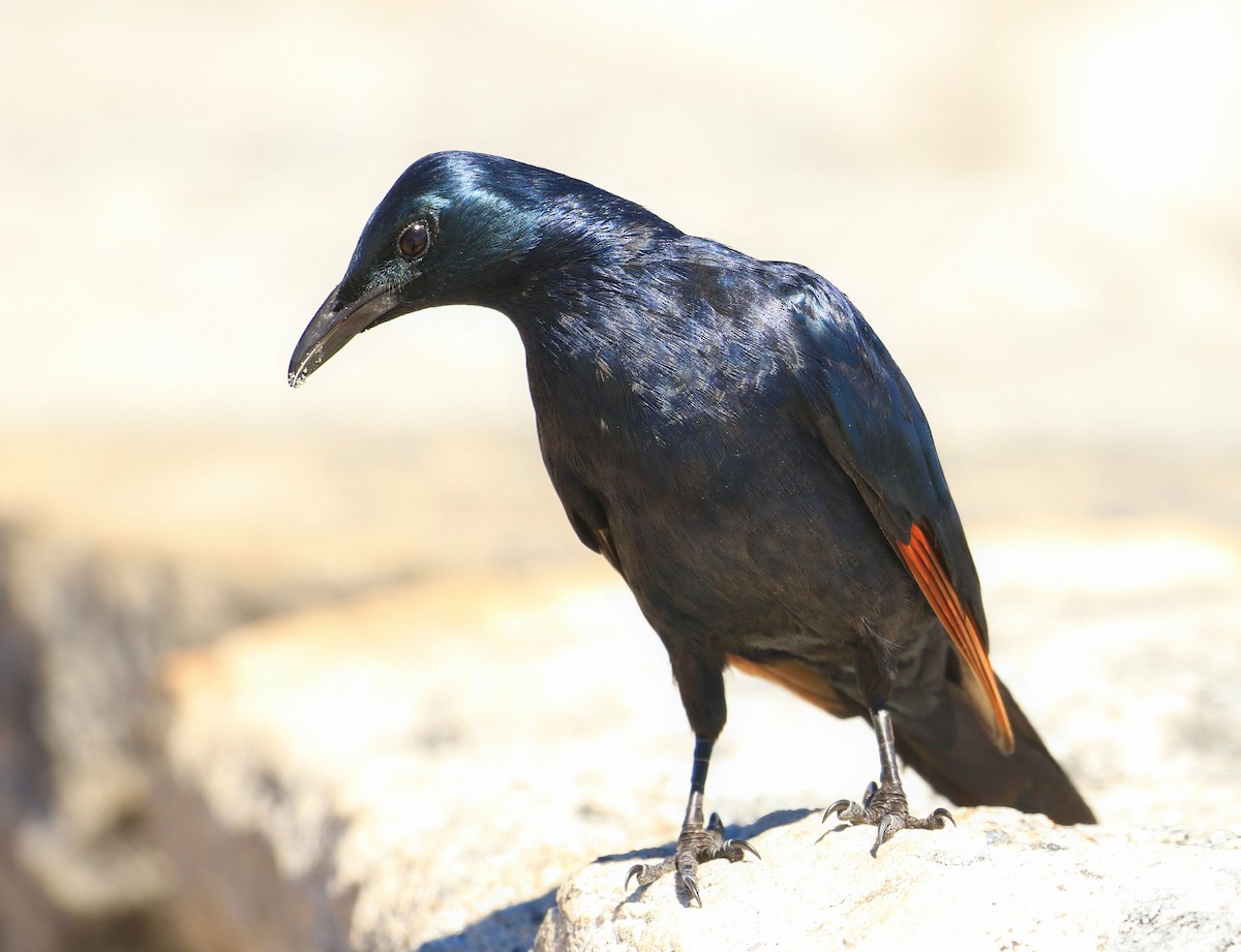 Red-winged Starling - ML635825277