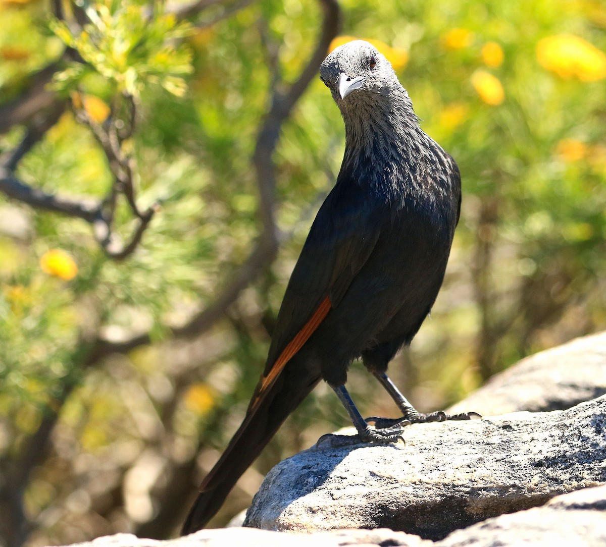 Red-winged Starling - ML635825278