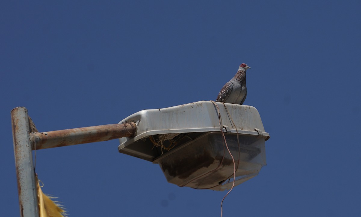 Speckled Pigeon - ML635825288