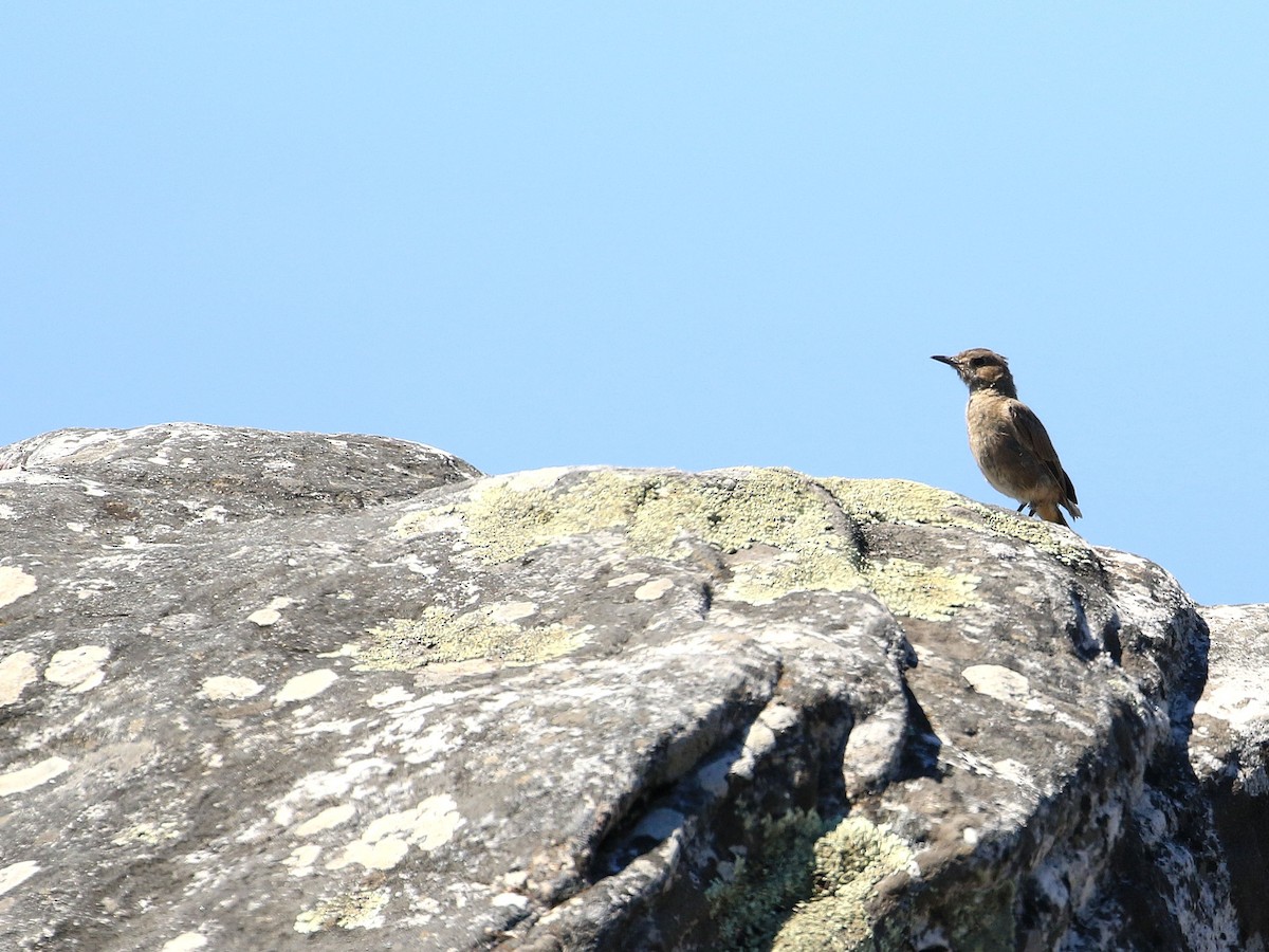 Familiar Chat - ML635825289