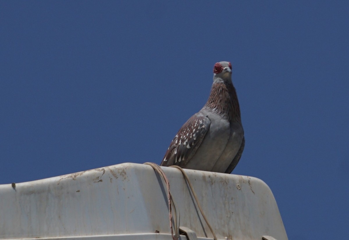Speckled Pigeon - ML635825347