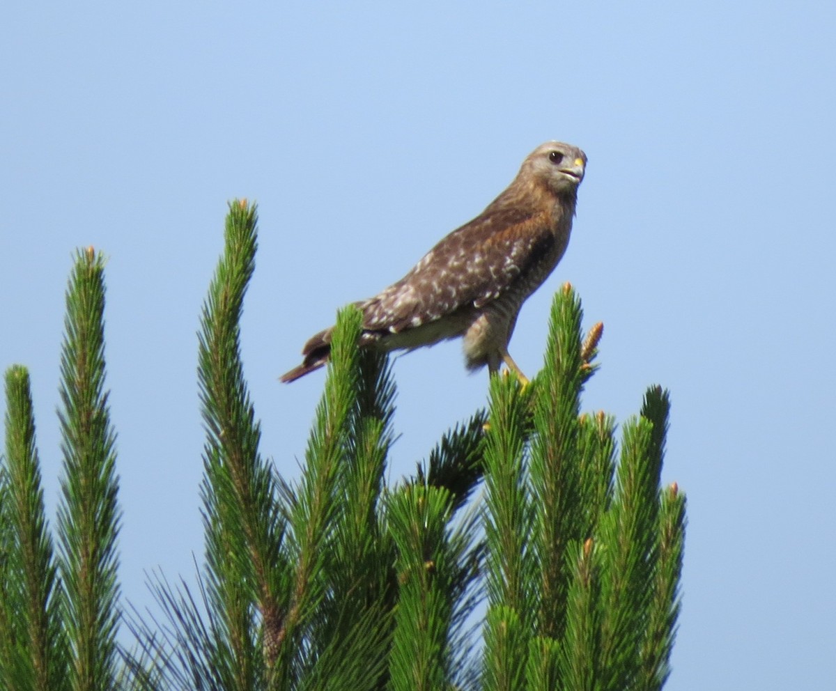 Red-shouldered Hawk - ML635825360