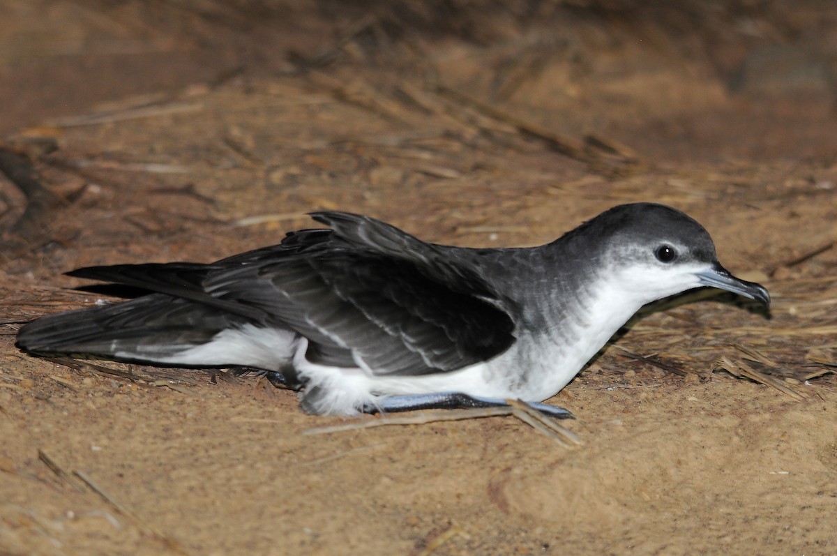 Boyd's Shearwater - ML635825488