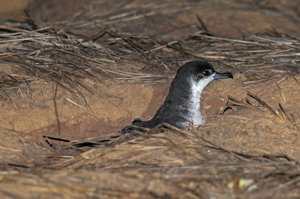 Boyd's Shearwater - ML635825489