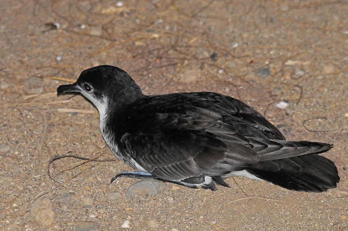 Boyd's Shearwater - ML635825490