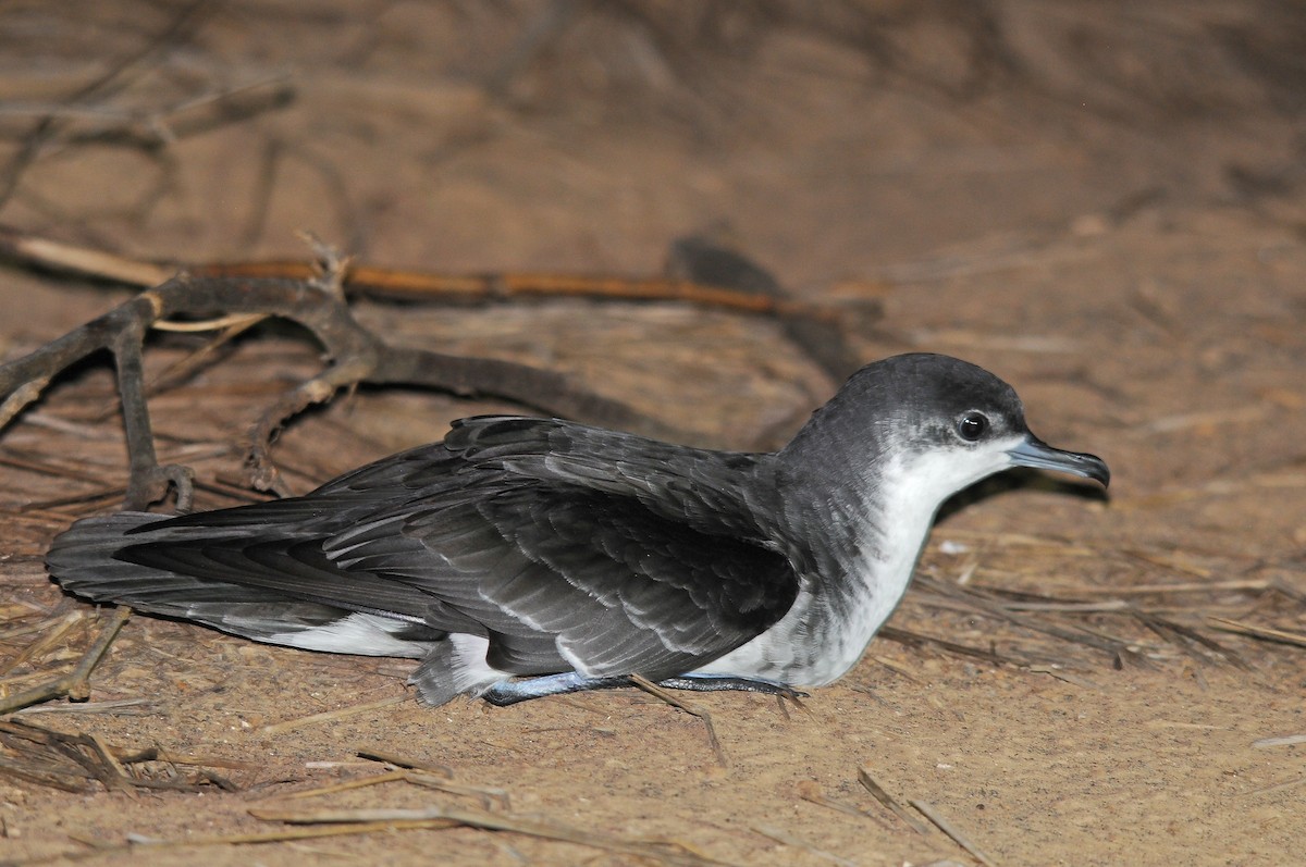 Boyd's Shearwater - ML635825493