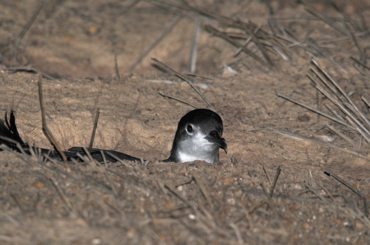 Boyd's Shearwater - ML635825494