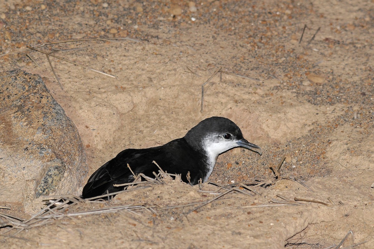Boyd's Shearwater - ML635825495