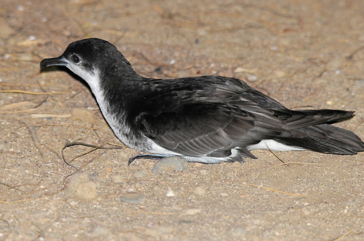 Boyd's Shearwater - ML635825496