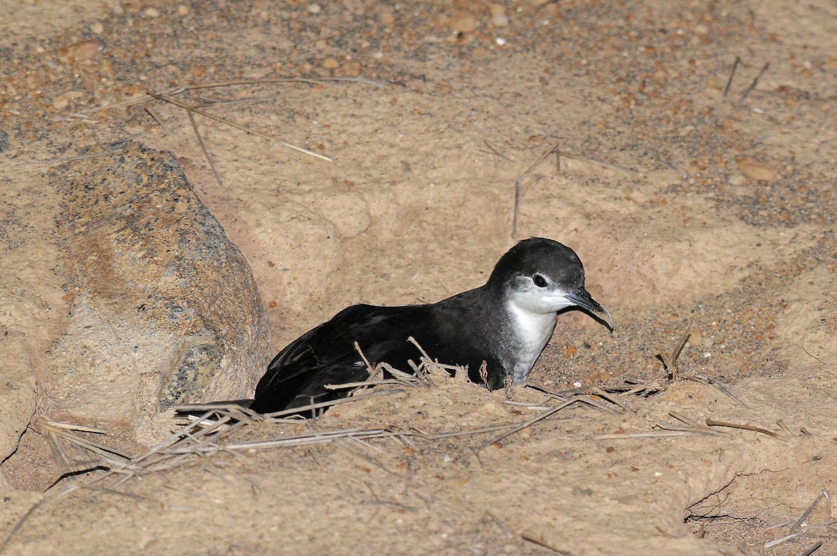 Boyd's Shearwater - ML635825497