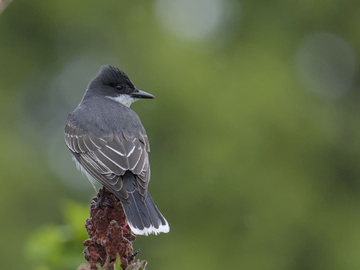 Eastern Kingbird - ML635825585