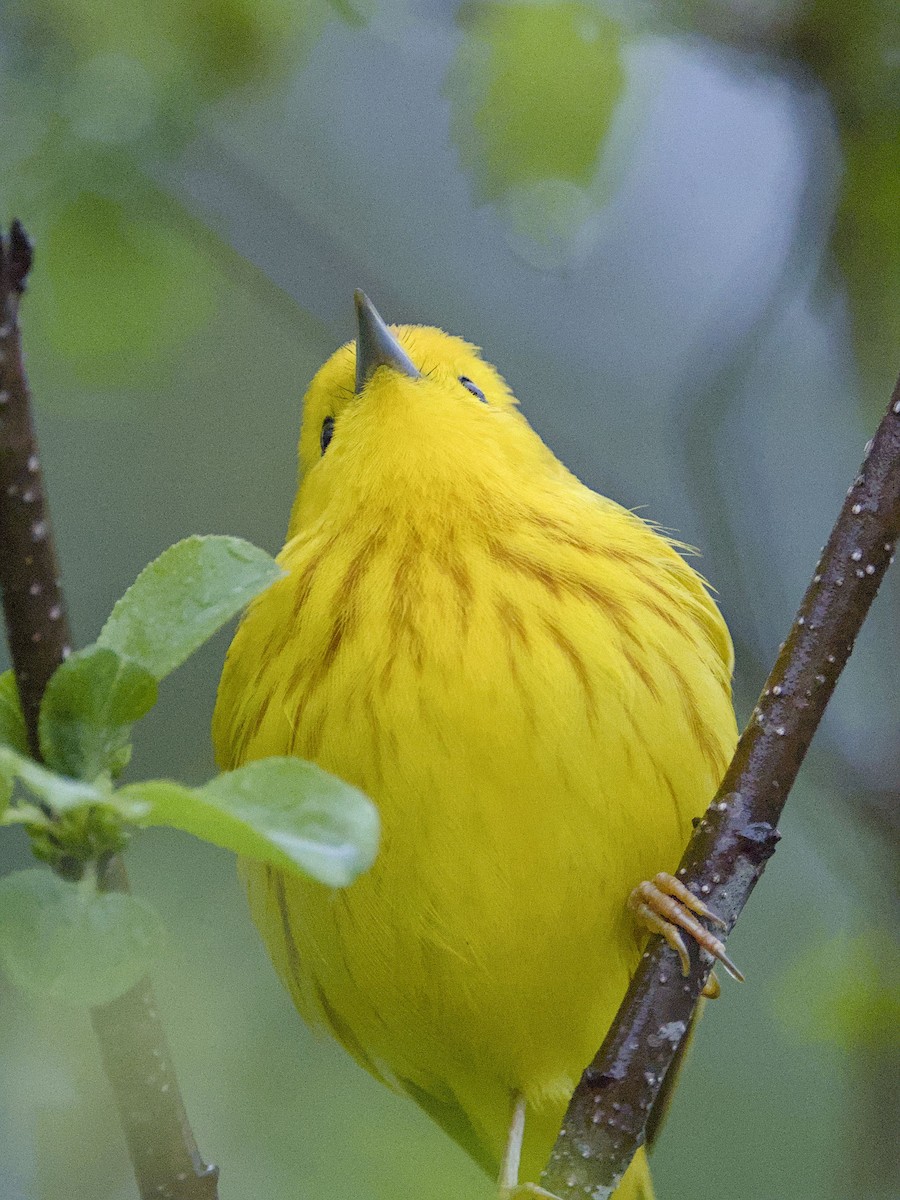 Northern Yellow Warbler - ML635825591