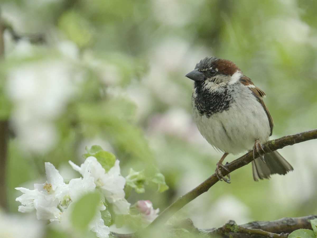 House Sparrow - ML635825597