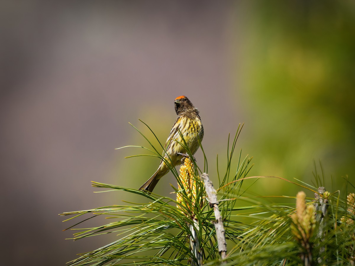 Fire-fronted Serin - ML635825598