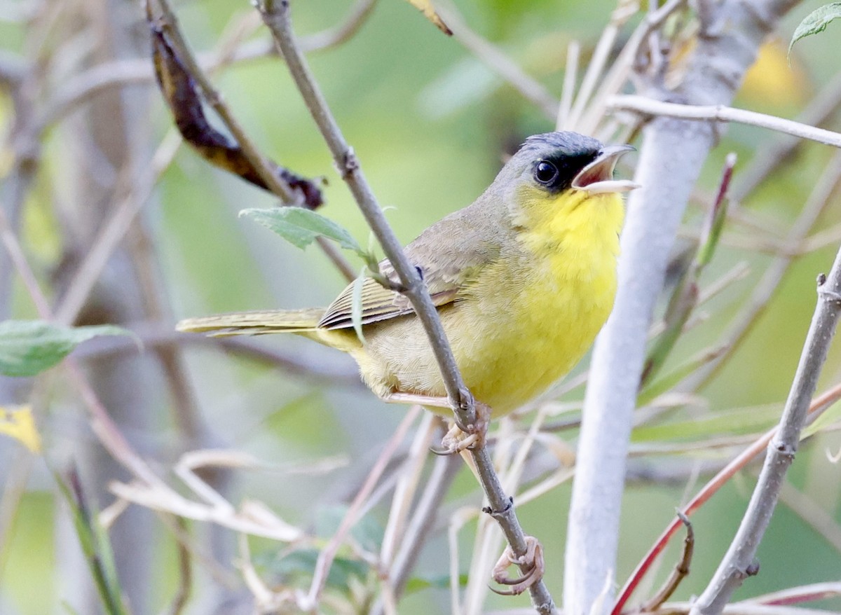 Gray-crowned Yellowthroat - ML635825649