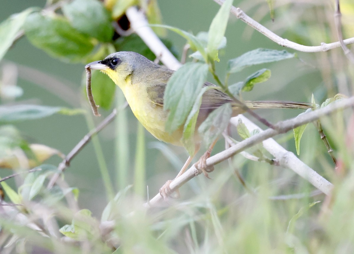 Gray-crowned Yellowthroat - ML635825650