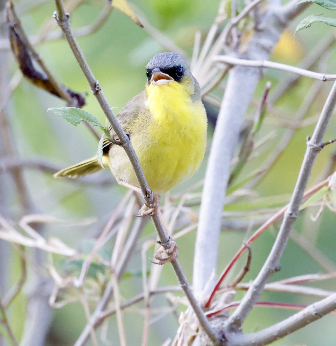 Gray-crowned Yellowthroat - ML635825651