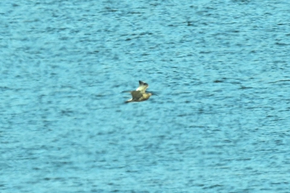 Eurasian Curlew - ML635825673