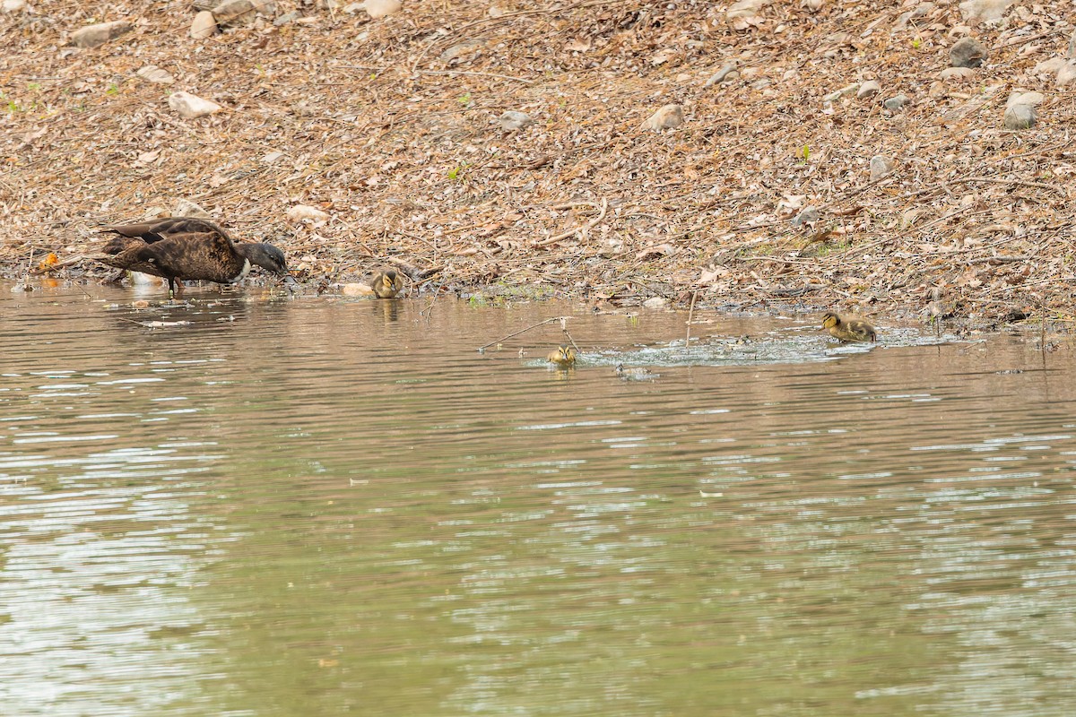 Mallard (Domestic type) - ML635825736