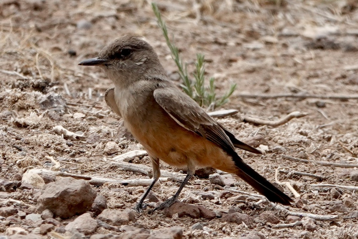 Say's Phoebe - ML635825808