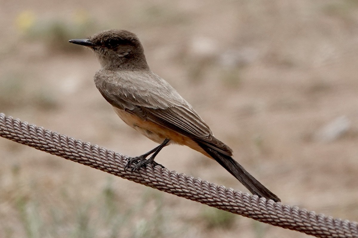 Say's Phoebe - ML635825809