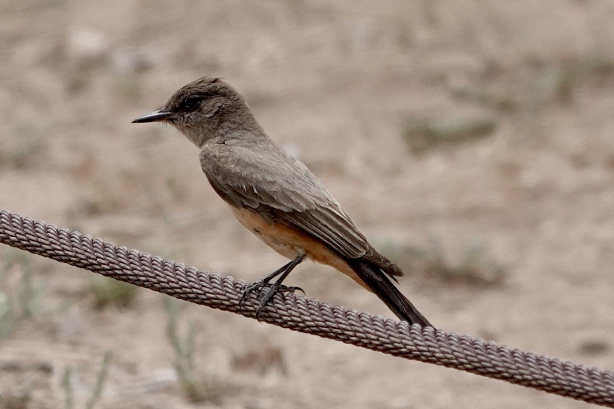 Say's Phoebe - ML635825810