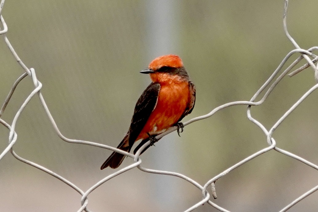 Vermilion Flycatcher - ML635825824