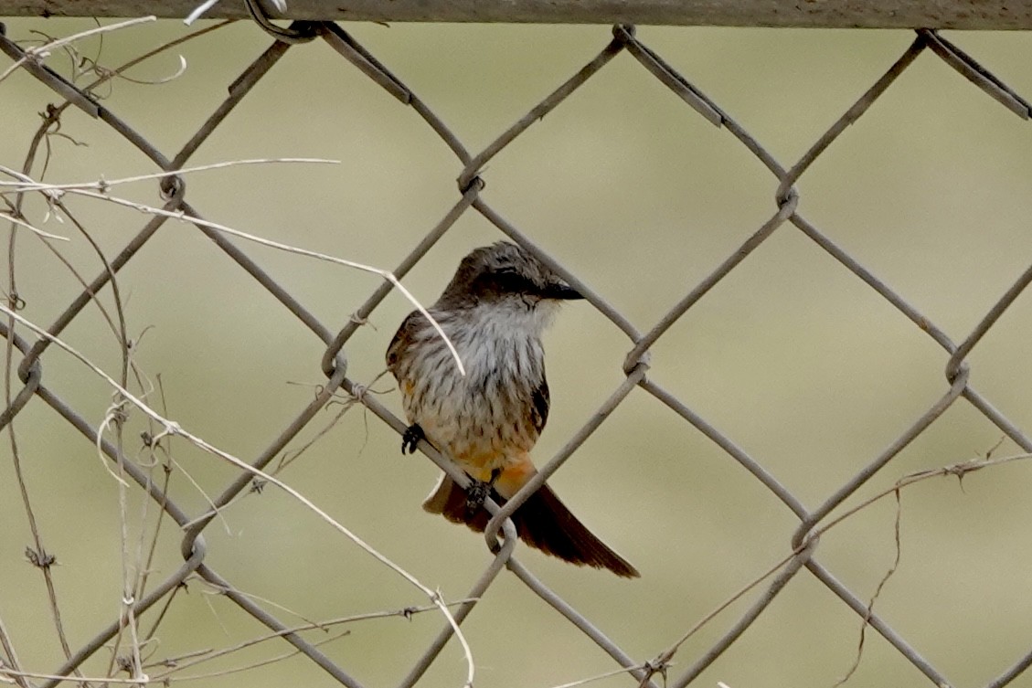 Vermilion Flycatcher - ML635825825